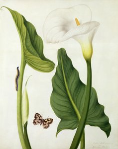 Calla Aethiopica with Butterfly and Caterpillar